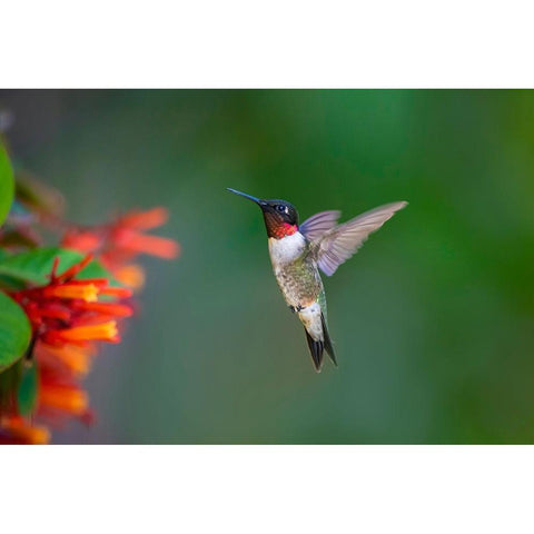 Ruby-throated Hummingbird-Archilochus colubris-flying Black Modern Wood Framed Art Print by Ditto, Larry