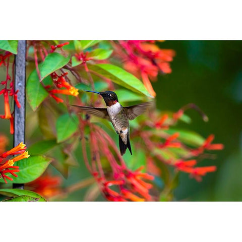 Ruby-throated Hummingbird-Archilochus colubris-hovering Gold Ornate Wood Framed Art Print with Double Matting by Ditto, Larry
