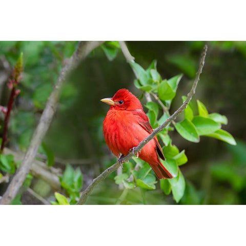 Summer Tanager-Piranga rubra-perched Black Modern Wood Framed Art Print by Ditto, Larry