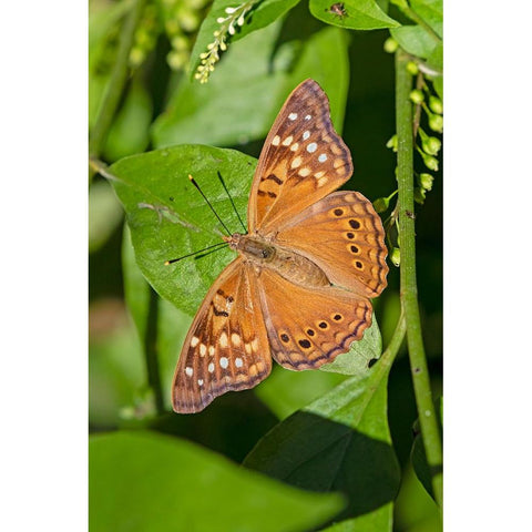 Tawny Emperor-Asterocampa clyton-sunning Black Modern Wood Framed Art Print with Double Matting by Ditto, Larry