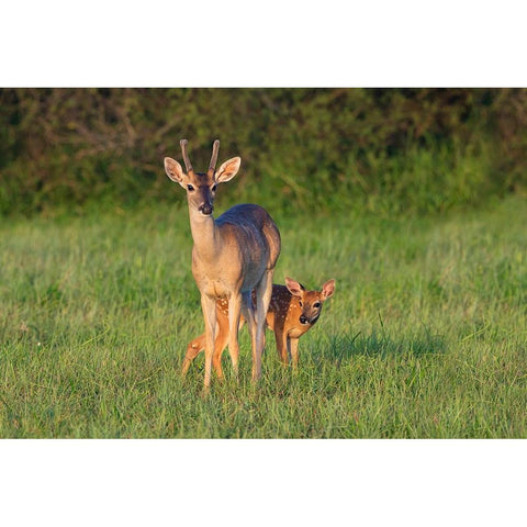 White-tailed Deer-Colinus virginianus-in grassy habitat Black Modern Wood Framed Art Print by Ditto, Larry