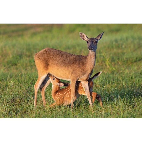White-tailed Deer-Odocoileus virginianus-female with young Black Modern Wood Framed Art Print by Ditto, Larry