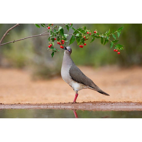 White-tipped Dove-Leptotila verreauxi-feeding on Manzanita fruits Black Modern Wood Framed Art Print by Ditto, Larry