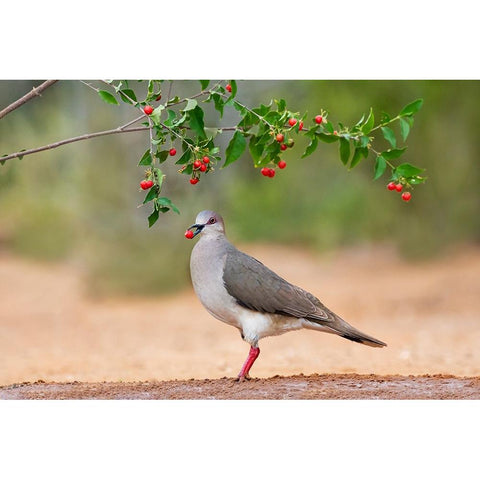 White-tipped Dove-Leptotila verreauxi-feeding on Manzanita fruits Black Modern Wood Framed Art Print by Ditto, Larry