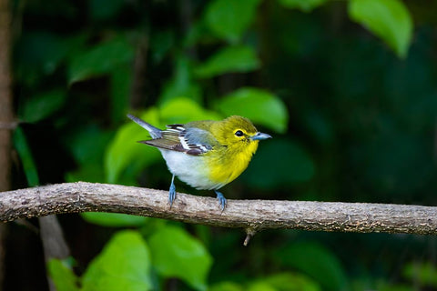 Yellow-throated Vireo-Vireo flavifrons-perched White Modern Wood Framed Art Print with Double Matting by Ditto, Larry
