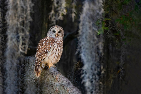 Barred owl perched in bald cypress forest with Spanish moss Black Ornate Wood Framed Art Print with Double Matting by Ditto, Larry