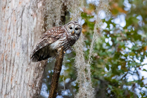 Barred owl perched in bald cypress forest with Spanish moss Black Ornate Wood Framed Art Print with Double Matting by Ditto, Larry