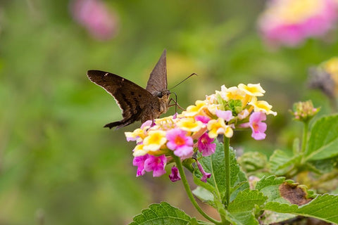 Brown longtail nectaring at lantana blooms Black Modern Wood Framed Art Print by Ditto, Larry