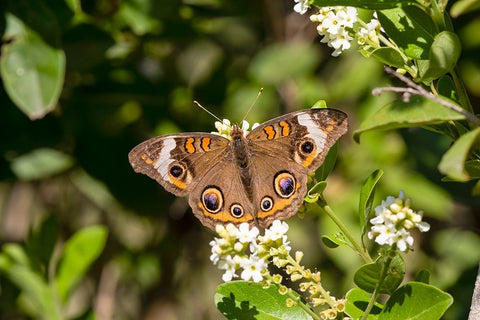 Common buckeye butterfly nectaring White Modern Wood Framed Art Print with Double Matting by Ditto, Larry
