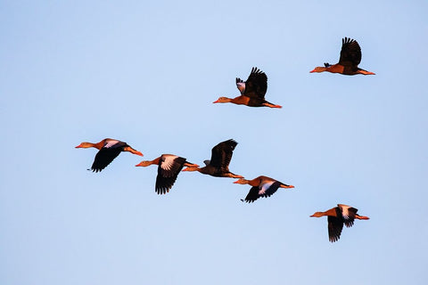 Black-bellied whistling duck in flight Black Ornate Wood Framed Art Print with Double Matting by Ditto, Larry