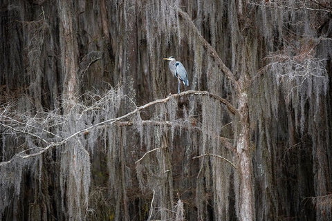 Great blue heron in bald cypress forest Black Ornate Wood Framed Art Print with Double Matting by Ditto, Larry