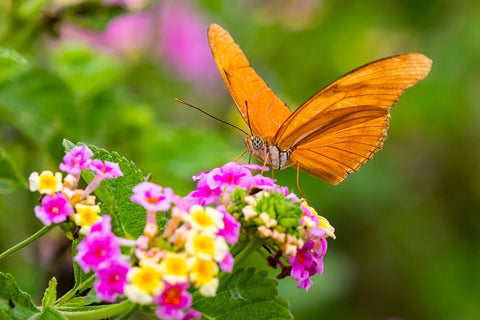 Julia Heliconian nectaring at lantana flowers Black Ornate Wood Framed Art Print with Double Matting by Ditto, Larry