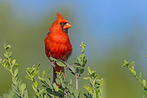 Northern cardinal- male perched in Texas Persimmon bush- southwest Texas. Black Modern Wood Framed Art Print by Ditto, Larry