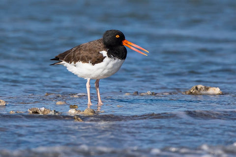 American oystercatcher on oyster reef White Modern Wood Framed Art Print with Double Matting by Ditto, Larry
