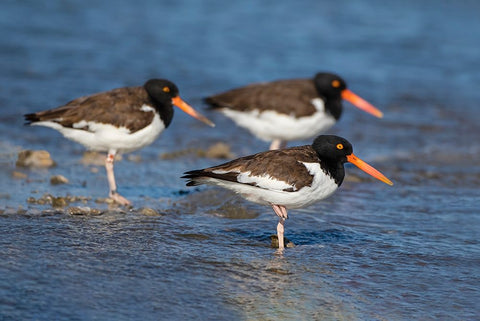 American oystercatcher on oyster reef White Modern Wood Framed Art Print with Double Matting by Ditto, Larry