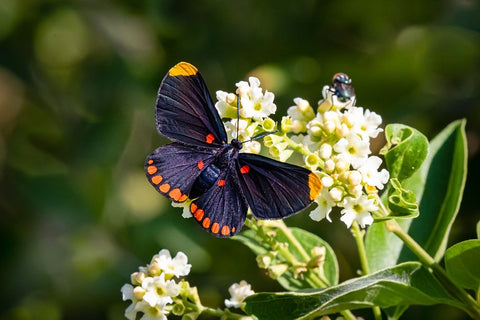 Red-bordered pixie butterfly - National Butterfly Center- Mission- Texas. Black Ornate Wood Framed Art Print with Double Matting by Ditto, Larry
