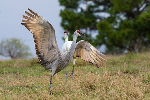 Whooping crane chasing Sandhill crane- Texas coast White Modern Wood Framed Art Print with Double Matting by Ditto, Larry