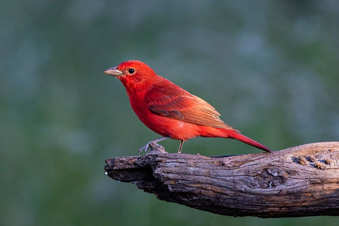 Summer tanager male drawn to dripping water Black Modern Wood Framed Art Print by Ditto, Larry