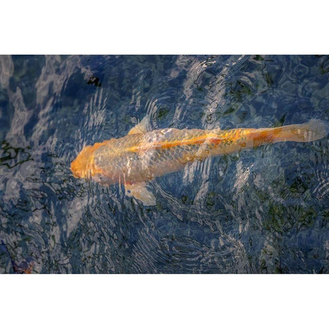 Koi fish in pond Black Modern Wood Framed Art Print by Engelbrecht, Lisa S.