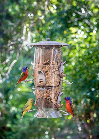 Beautiful painted buntings-male and female on backyard feeder seen from window White Modern Wood Framed Art Print with Double Matting by Richardson, Larry