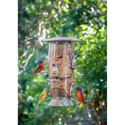 Beautiful painted buntings-male and female on backyard feeder seen from window White Modern Wood Framed Art Print by Richardson, Larry