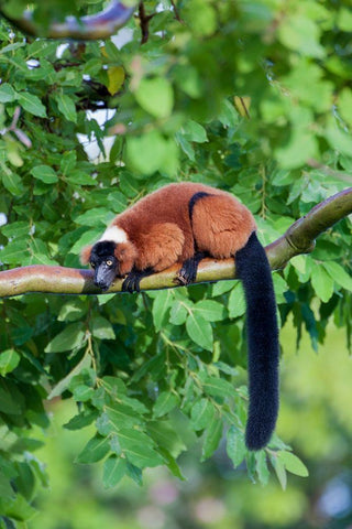 Red-ruffed lemur seeks refuge in a tree Black Ornate Wood Framed Art Print with Double Matting by Richardson, Larry
