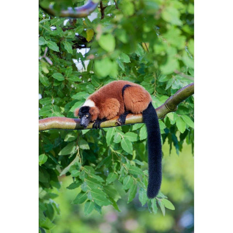 Red-ruffed lemur seeks refuge in a tree White Modern Wood Framed Art Print by Richardson, Larry