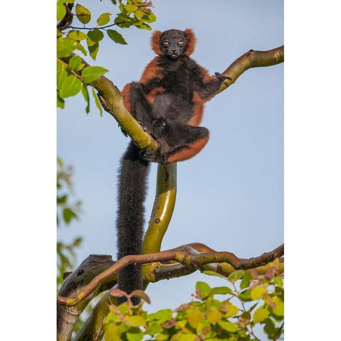 Red-ruffed lemurs relax in a tree Gold Ornate Wood Framed Art Print with Double Matting by Richardson, Larry