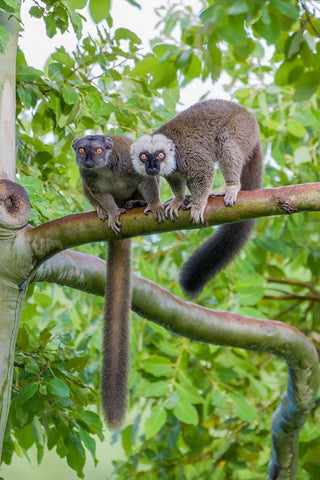 Arboreal white-fronted brown lemurs take refuge in a tree White Modern Wood Framed Art Print with Double Matting by Richardson, Larry