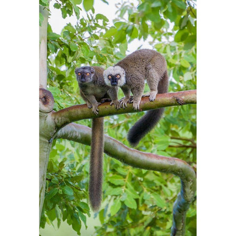 Arboreal white-fronted brown lemurs take refuge in a tree Black Modern Wood Framed Art Print by Richardson, Larry