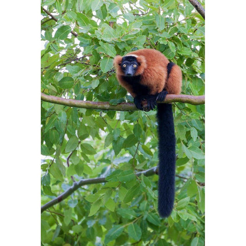Red-ruffed lemur seeks refuge in a tree Black Modern Wood Framed Art Print with Double Matting by Richardson, Larry