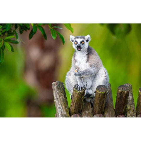 A ring-tailed lemur squats atop a hut-eating White Modern Wood Framed Art Print by Richardson, Larry