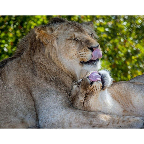 Two young lions trade licks at a local zoo Black Modern Wood Framed Art Print by Richardson, Larry