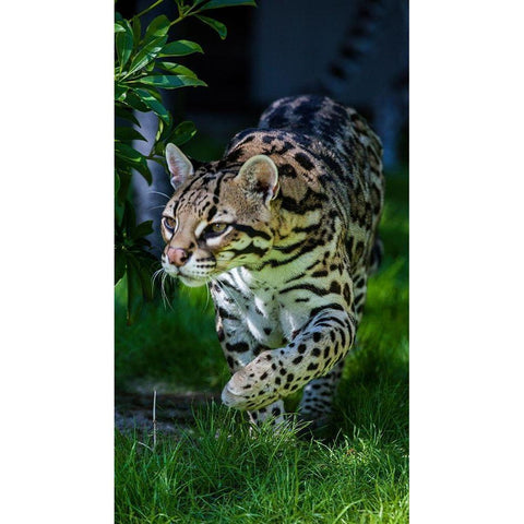 An ocelot at a local zoo White Modern Wood Framed Art Print by Richardson, Larry