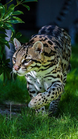 An ocelot at a local zoo Black Ornate Wood Framed Art Print with Double Matting by Richardson, Larry