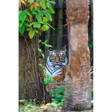 A Malayan tiger maintains a restful vigil White Modern Wood Framed Art Print by Richardson, Larry