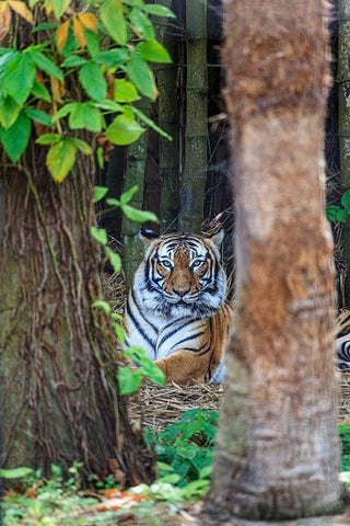 A Malayan tiger maintains a restful vigil White Modern Wood Framed Art Print with Double Matting by Richardson, Larry