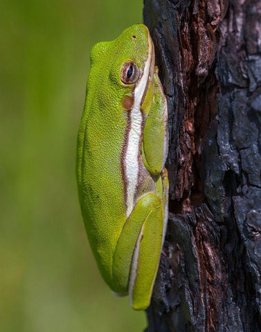 A green treefrog takes refuge among the furrows of bark of a slash pine tree in southern-Florida Black Ornate Wood Framed Art Print with Double Matting by Richardson, Larry