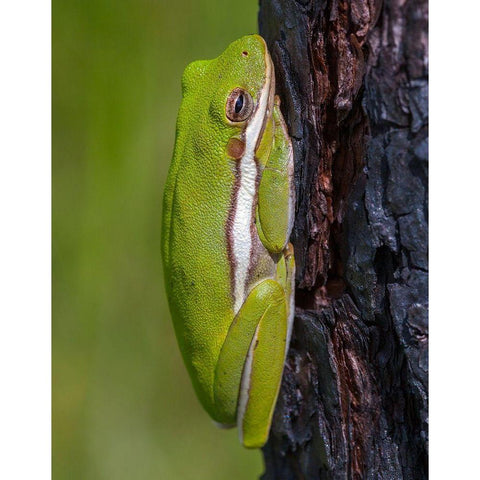 A green treefrog takes refuge among the furrows of bark of a slash pine tree in southern-Florida Black Modern Wood Framed Art Print by Richardson, Larry