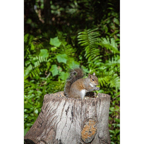 A grey squirrel feeds on bird seeds cached on a tree stump Black Modern Wood Framed Art Print by Richardson, Larry