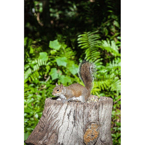 A grey squirrel feeds on bird seeds cached on a tree stump Black Modern Wood Framed Art Print with Double Matting by Richardson, Larry