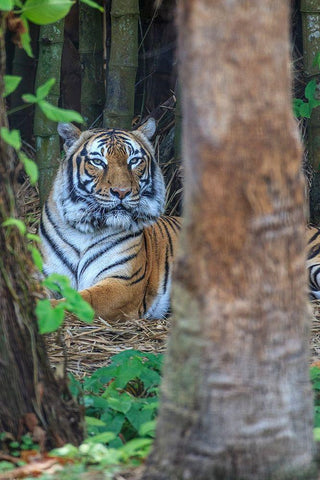 A Malayan tiger maintains a restful vigil White Modern Wood Framed Art Print with Double Matting by Richardson, Larry