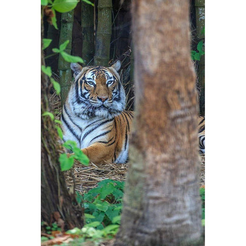 A Malayan tiger maintains a restful vigil Gold Ornate Wood Framed Art Print with Double Matting by Richardson, Larry