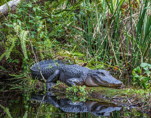 An alligator rests on a floating log in a swamp Black Ornate Wood Framed Art Print with Double Matting by Richardson, Larry