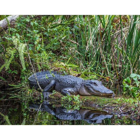An alligator rests on a floating log in a swamp Black Modern Wood Framed Art Print by Richardson, Larry