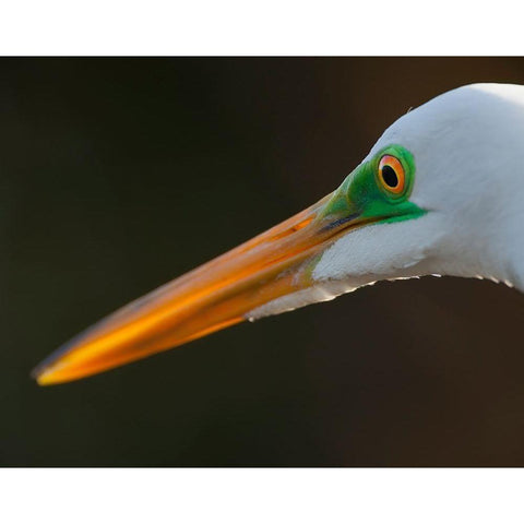 Bright green lores identify a great egret in breeding plumage Gold Ornate Wood Framed Art Print with Double Matting by Richardson, Larry
