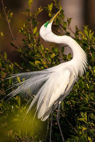 A great egret performs a breeding display at a rookery in southwest Florida Black Ornate Wood Framed Art Print with Double Matting by Richardson, Larry
