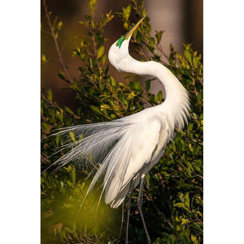 A great egret performs a breeding display at a rookery in southwest Florida White Modern Wood Framed Art Print by Richardson, Larry