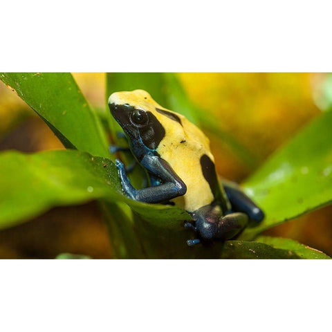 Poison dart frogs are highly poisonous Gold Ornate Wood Framed Art Print with Double Matting by Richardson, Larry
