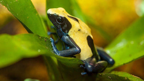 Poison dart frogs are highly poisonous White Modern Wood Framed Art Print with Double Matting by Richardson, Larry